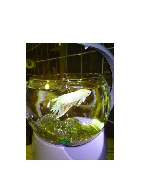 Сергей Ханин