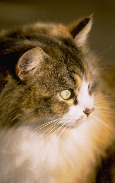 Нина Беликова