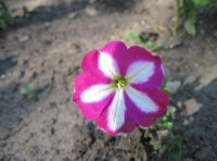 Елена Смородинова