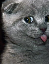 Юлия Быковская