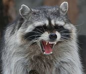 Сергей Николин