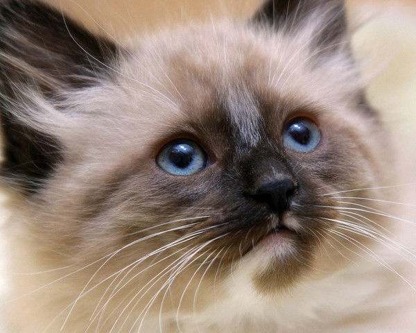 Виктория Шишло