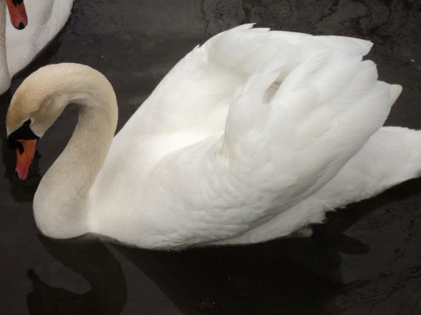 Арсен Цеков