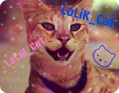 Lolik Cat