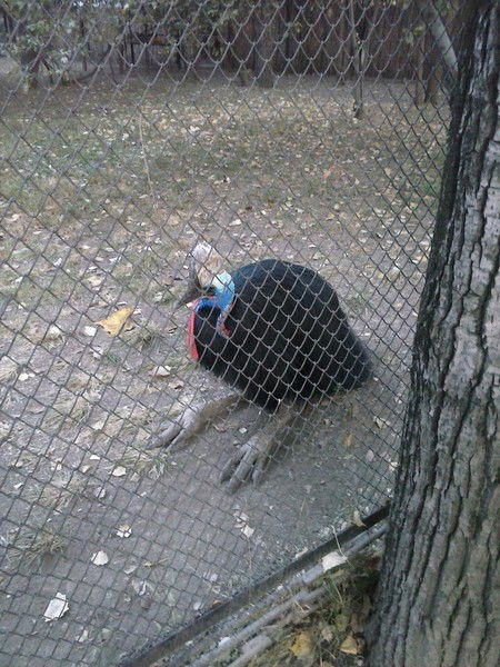 Денис Карбовский