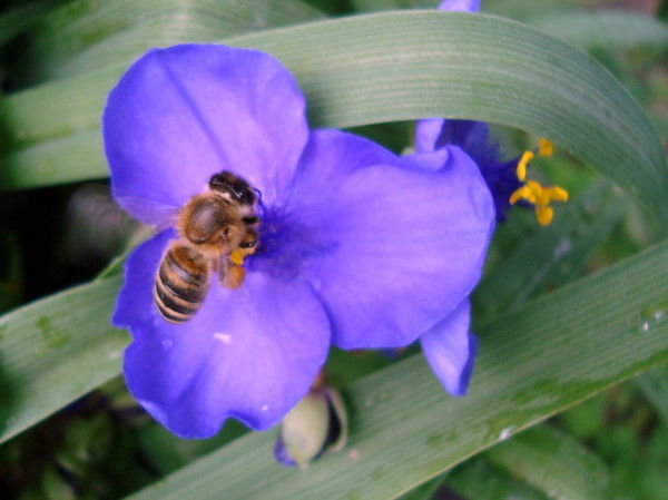 Зулайхо Ниматова