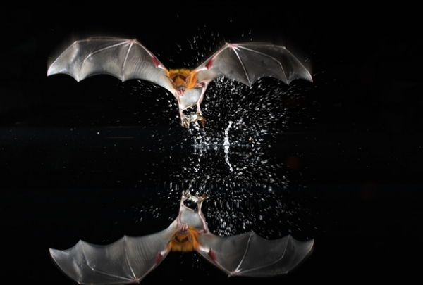 Слава Ерёменко