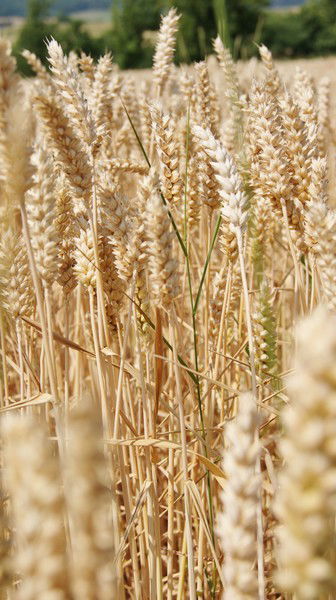 Valentina Aleksandrovna