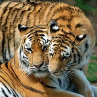 Екатерина Кривоножкина