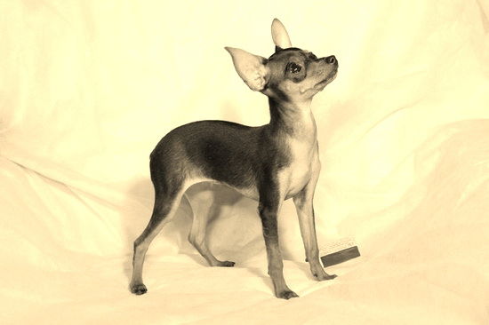 Катя Басова