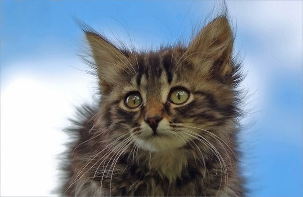 Ольга Решетникова