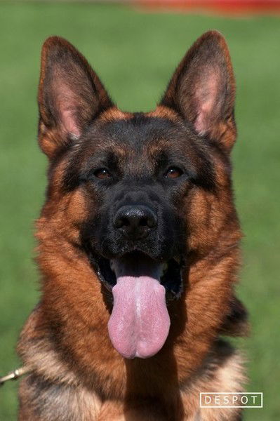 Юлия Богаткина