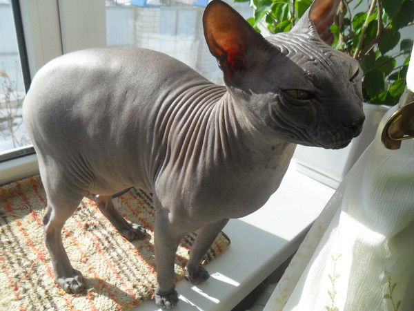 Кирилл Школенков