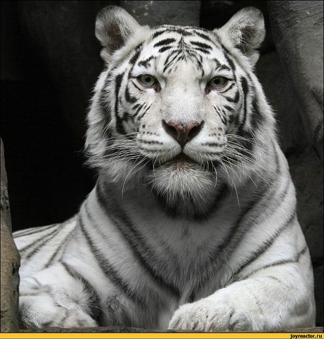 Мосновострой9267082669