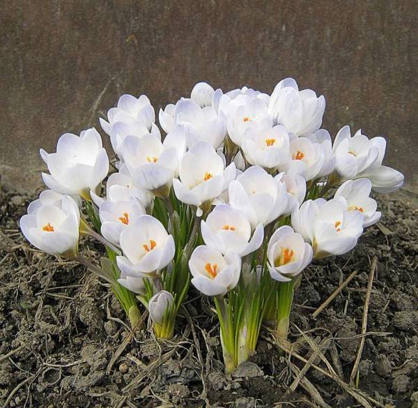 Валентина Харитова