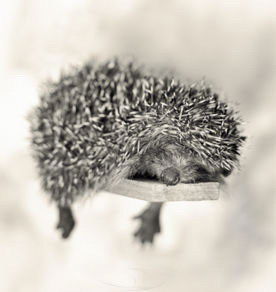 Анюта Семенова