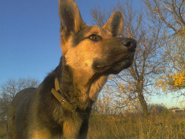 Алексей Гужвий