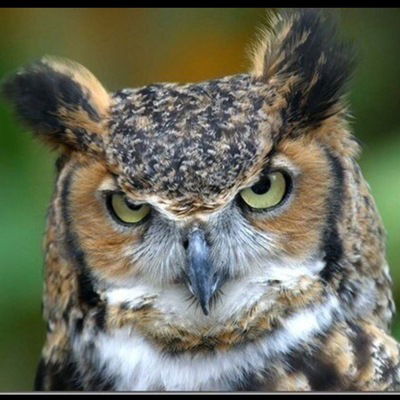 Маргарита Галкина