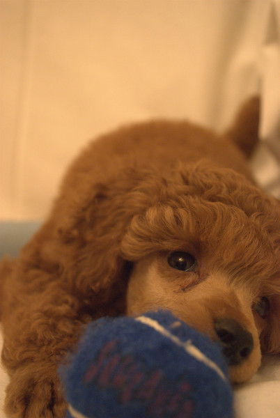 Сергей Владимирович