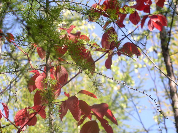 Маргарита Никифорова