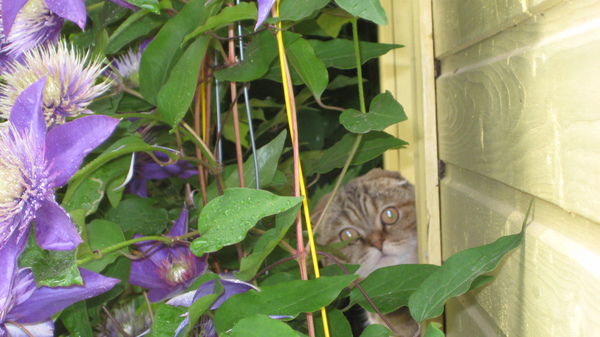 Анна Николенко