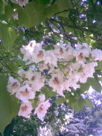 Кристинка Пономарева