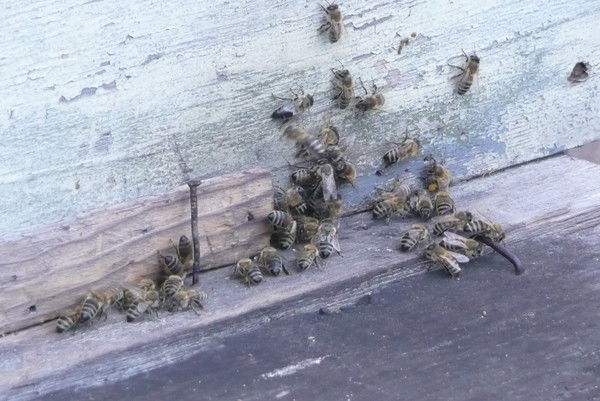 Александр Александрович