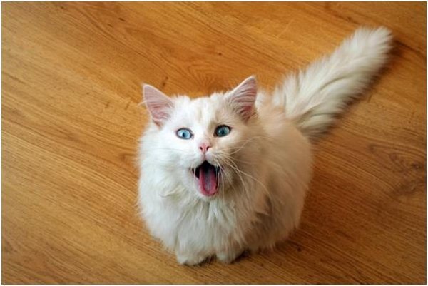 Стас Строганов