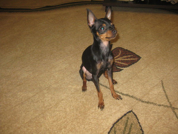 Елена Согрина