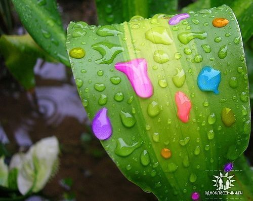 Дождь Цветной