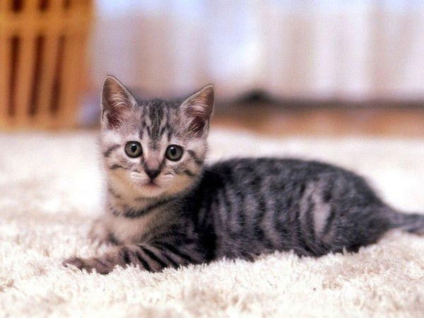 Евгений Станкевич