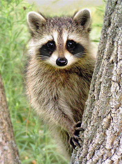 Андрей Васильев