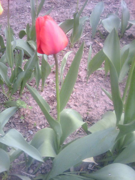 Улпан Рахымбекова