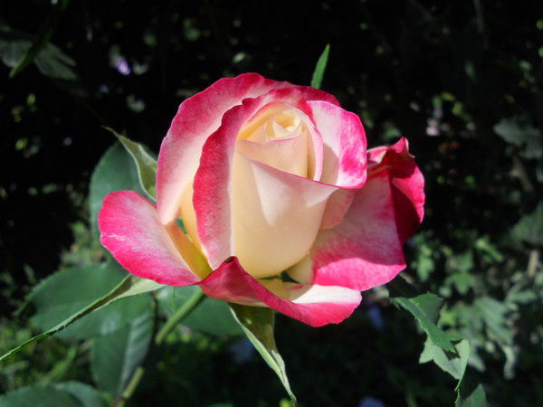 Галина Бобровная