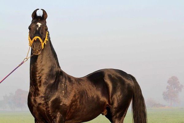 Ирина Ирина