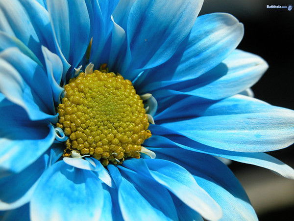 Ольга Алекс