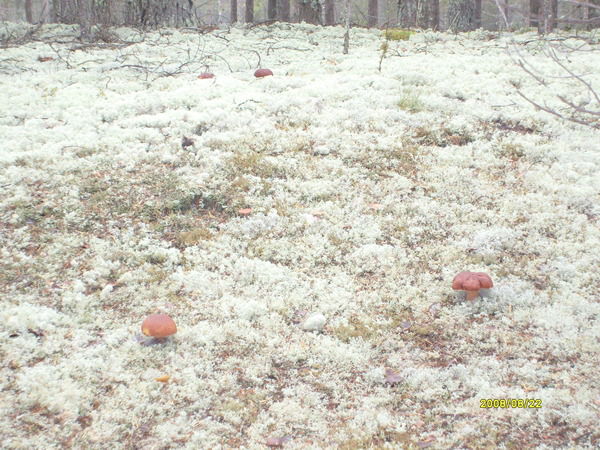 Лена Моисеева