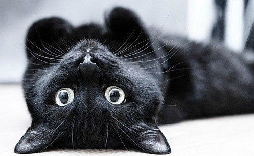 Татьяна Звягинцева