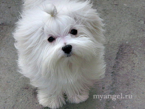 Наталья Перкина