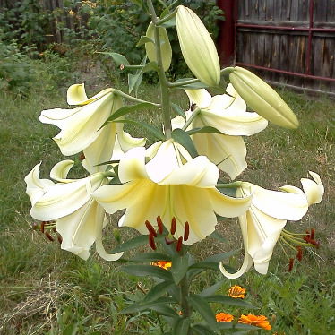 Сверчкова Лилия