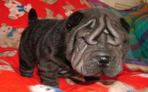 Геннадий Кан