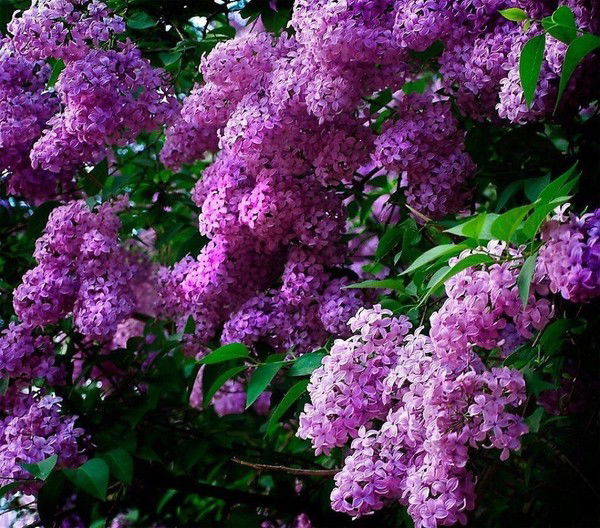 Ирина Бричеева