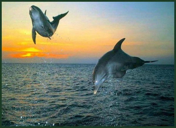 Елена Волкова