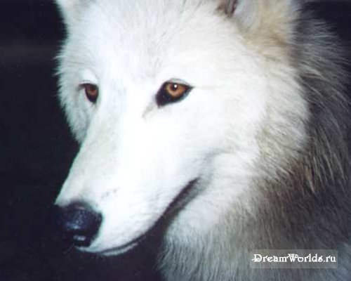 Татьяна Гринь