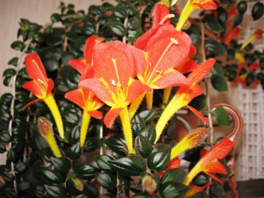 Юлия Астаховская