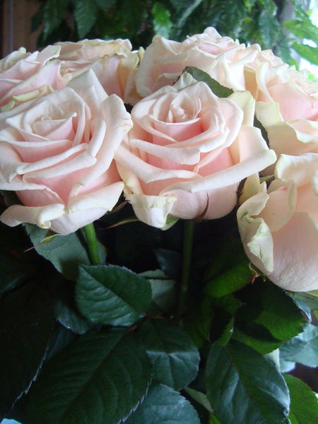 Роза Минабутдинова