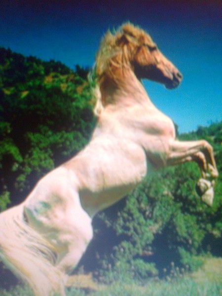 Тэйсм Гелисханов