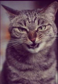 Максимкоо Горизонтов