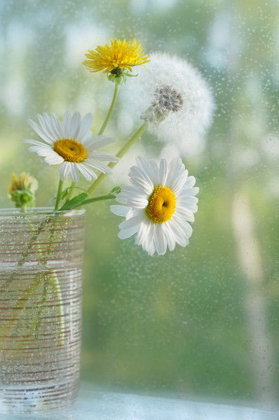 Светлана Зуева