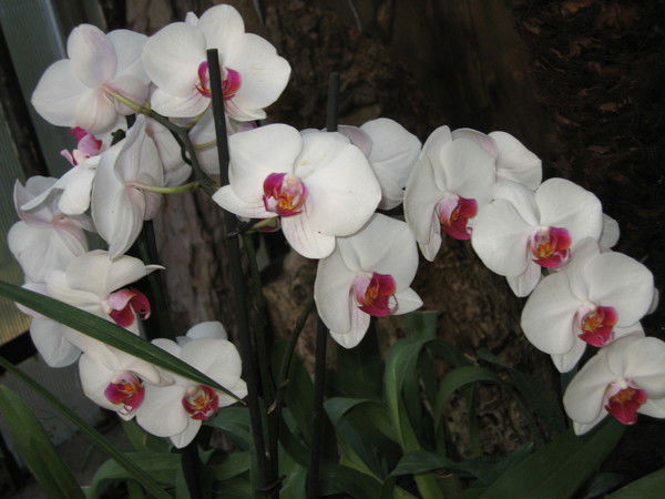 Надежда Сухарева